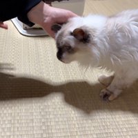 高齢の猫
