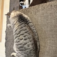 ソファーで横になる猫