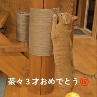 立って爪とぎをする猫