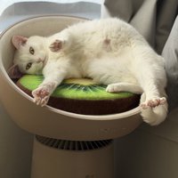 目に力を入れて手足を開いている白猫