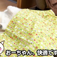 仰向けな猫（おーちゃん、快適ですか～？）