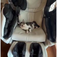 チェアに座る猫
