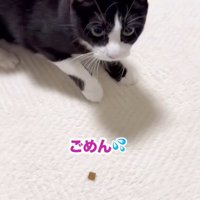 手を警戒している猫