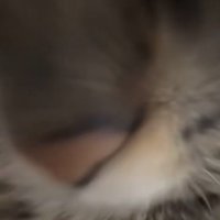 猫の口元アップ