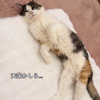 白いラグの上で横たわる猫「天国かしら…」