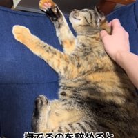 寝転がる猫