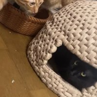 猫ちぐらの中にいる黒猫と左隣にいる茶トラ猫