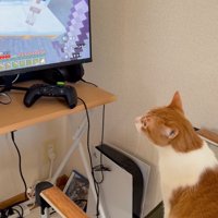 少しよそ見する猫