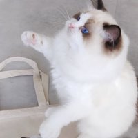 右手をあげる猫