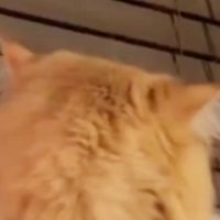 向かい合う2匹の猫