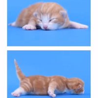生まれたばかりのノルウェージャンフォレストキャットの子猫