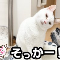眺める猫