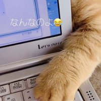 ノートパソコンの後ろから猫パンチするミックス猫