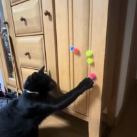 キャビネットについているピンクのボールに手を伸ばしている猫