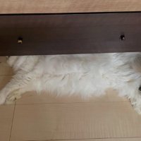 室内にいる猫