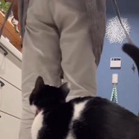 飼い主の背中を見る猫