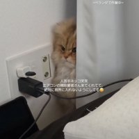 険しい顔の猫