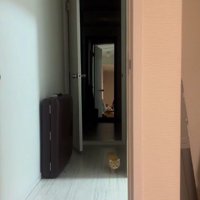 少しずつ近づいてくる子猫