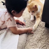 赤ちゃんの手をチョンチョンする茶白猫