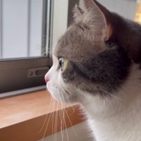 窓から外を見ている猫
