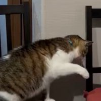 手を出す猫