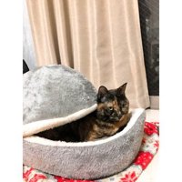 猫ベッドにいる猫