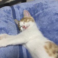 毛布の上で寝る子猫