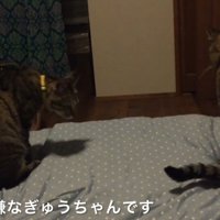 右に首を伸ばす猫（左）と背を向ける猫（右）