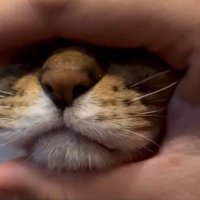 マッサージされる三毛猫の口元1