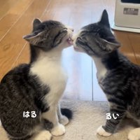 お座りして向かい合っている2匹の子猫「1年前はこうでした」