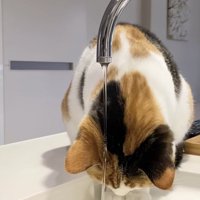 水が出ている蛇口の近くで頭を下げる三毛猫
