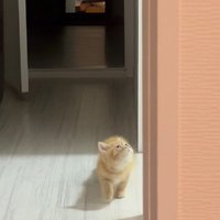 上を見る子猫
