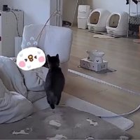 座椅子と猫
