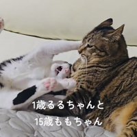 キジトラ猫にじゃれつくハチワレ猫