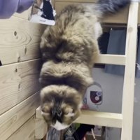はしごをおりる猫