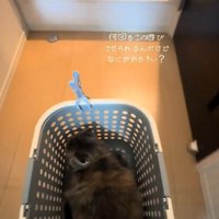 突き当りに向かう猫