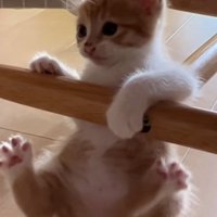 落ちそうな猫