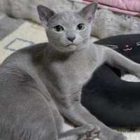 独特なポーズの猫