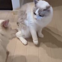 逃げ腰な猫