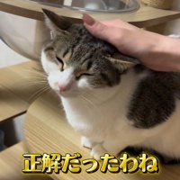 なでられる猫