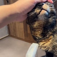 なでられる猫