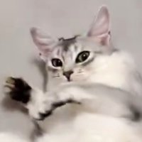 飼い主を見つめる猫の顔のアップ