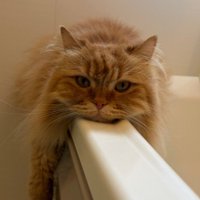 正面から見た猫