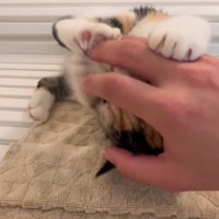 甘えている子猫