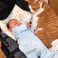 赤ちゃんの隣にいる猫