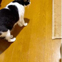 上から撮影した1匹のハチワレ猫