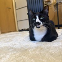 カーペットの上の白黒猫