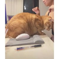作業台にいる猫