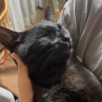 仰向けで眠っている黒猫の顔