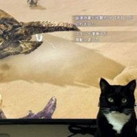 テレビ前にいる猫